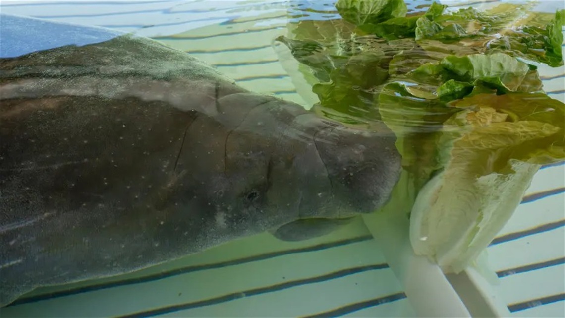 Photo of Melby, credit SeaWorld