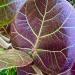 Sea grape leaf - purple with green veins.