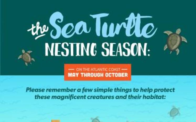 sea turtle infographic